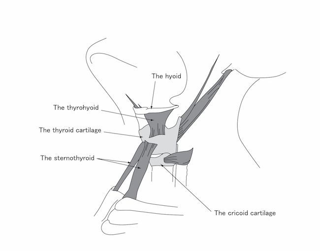 Figure 5 The muscles in the larynx