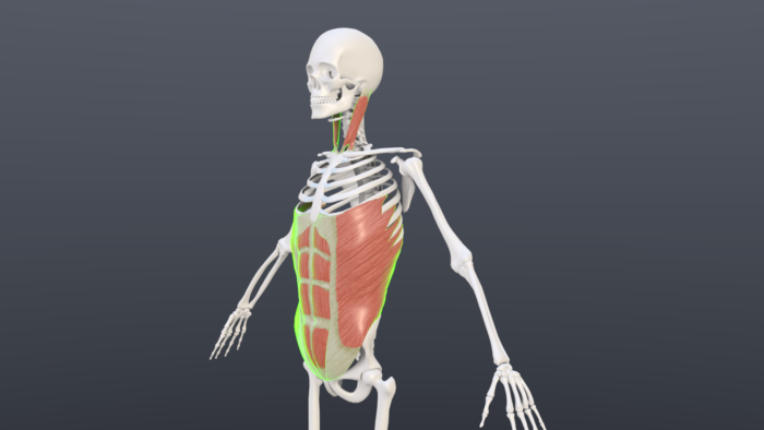 sternocleidmastoid and abdominal muscles